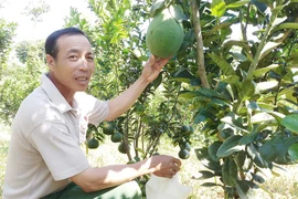 Cải thiện thu nhập nhờ kết hợp trồng trọt với chăn nuôi
