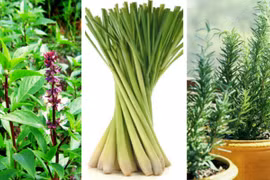 Trồng cây gì trong nhà giúp đuổi muỗi phòng sốt xuất huyết