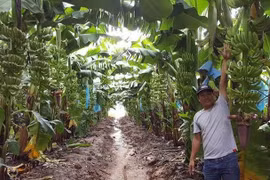 Nông nghiệp Quốc tế HAGL (HNG) xin giảm diện tích trồng cây ăn trái