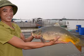 Lạ mắt nghề nuôi cá chép không vảy, thịt thơm ngon, giòn như tràng lợn