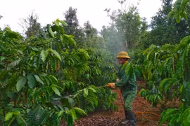 Ia Grai: Xây dựng cánh đồng lớn sản xuất cà phê chất lượng cao