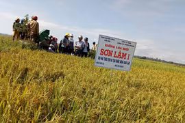 Đak Đoa: Trình diễn giống lúa năng suất chất lượng cao