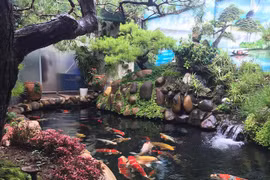 Hơn 300 chú cá quốc ngư xứ Mặt Trời mọc của trai Phố núi