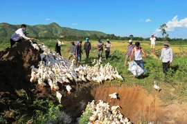 Đắk Lắk: Tiêu hủy hàng ngàn con vịt bị dịch cúm gia cầm AH5N6