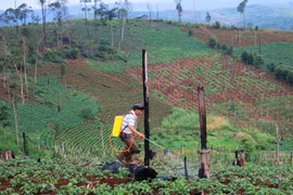 Chuyển đổi đất có nguồn gốc nông lâm trường: Vẫn nhiều khó khăn