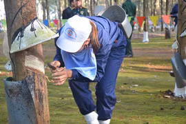 Công ty 74: Bế mạc hội thi thợ giỏi khai thác mủ cao su