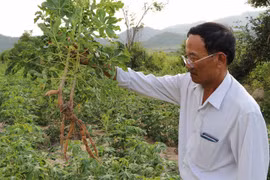 Bệnh khảm lá virus trên cây sắn ở Gia Lai: Chớ 'tham bát, bỏ mâm'