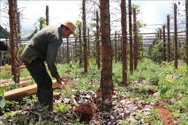 Tiêu chết hàng loạt, nông dân Tây Nguyên thiệt hại hàng ngàn tỷ đồng