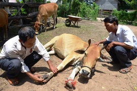 Ayun Pa chú trọng phòng-chống dịch bệnh gia súc
