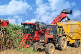 Chuyện ông Sáu vận động người dân làm cánh đồng mía lớn