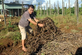 Lâm cảnh nợ nần vì… "vàng đen"