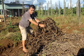 Lâm cảnh nợ nần vì… "vàng đen"