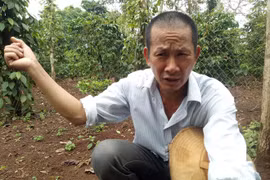 Trộm lẻn vào chuồng cắt 4 chân bò trong đêm