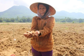 Theo chân thợ săn đặc sản là 'biệt dược phòng the'