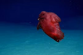 Phát hiện 'quái vật gà không đầu' ở Nam Cực