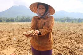 Theo chân thợ săn đặc sản là 'biệt dược phòng the'