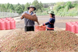 Gia Lai: Kim ngạch xuất khẩu tăng 12%