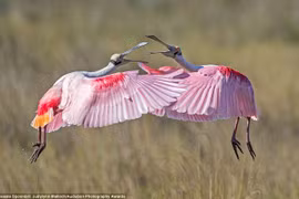 Những khoảnh khắc ấn tượng của các loài chim quý hiếm ở Bắc Mỹ