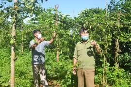 Cựu chiến binh Pleiku giúp nhau giảm nghèo, làm kinh tế giỏi