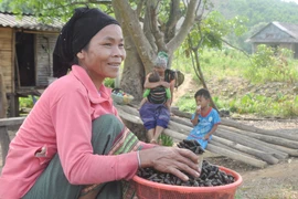 Săn 'lộc trời': Lội suối nhặt ốc, vào thủ phủ cá chình