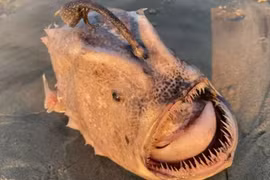 Thế giới động vật: "Quái vật biển sâu" dạt vào bờ biển Mỹ