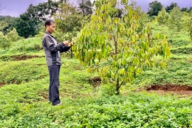 Lạ đời, trồng cà phê kiểu khác người ở tỉnh Đắk Lắk, cỏ dại mọc um tùm trong vườn mà vẫn có thu cao