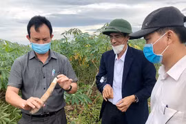 Nhân rộng giống mì KM94 để loại bỏ bệnh khảm lá vi rút