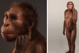 Tìm ra người phụ nữ biến đổi dở dang giữa người và vượn