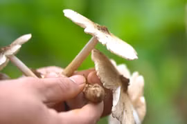 Săn 'lộc trời': Vào mùa nấm mối