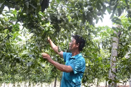 Tây nguyên loạn giống chanh dây