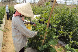 Đáng báo động, 1/3 mẫu rau, quả tươi tồn dư thuốc bảo vệ thực vật ở tỉnh Bình Thuận