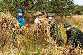 Bộ đội Biên phòng tỉnh Gia Lai giúp dân bằng việc làm thiết thực
