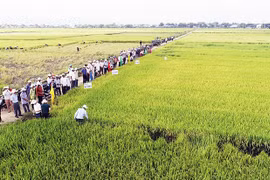 Để nông nghiệp là "trụ đỡ" của nền kinh tế - Kỳ 1: Đẩy mạnh chuyển dịch theo chiều sâu