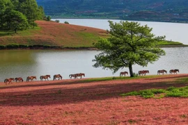 Du lịch Đà Lạt: Tháng 11 những loài hoa đẹp níu chân người