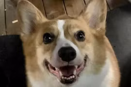 Chó cưng bị giết ở Trung Quốc để phòng COVID-19 gây bão mạng