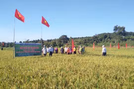 Chư Prông: Thay đổi nếp nghĩ, cách làm để thoát nghèo