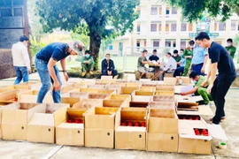 Kbang: Tạm giữ 2.000 chai thuốc bảo vệ thực vật chứa hoạt chất cấm sử dụng