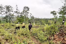 Kông Chro: Phát hiện vụ khai thác rừng trái phép hơn 4,5 m3 gỗ