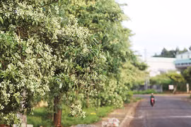 Cung đường hoa sữa ở Pleiku