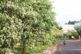 Cung đường hoa sữa ở Pleiku