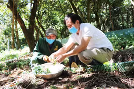 Kon Tum: Ươm mầm sâm trên đỉnh Ngọc Linh