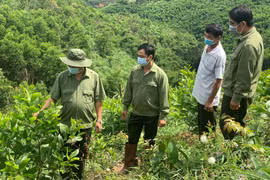 Hiệu quả từ giao khoán đất lâm nghiệp ở huyện Lắk