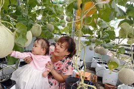 Bí quyết trồng dưa lưới trên sân thượng, hái mỏi tay không hết của bà mẹ ở Sài Gòn