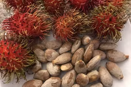 Lợi ích tiềm ẩn từ hạt chôm chôm đối với sức khoẻ