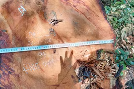 Kbang: Khởi tố vụ án cắt hạ 7 cây gỗ hương tại Vườn Quốc gia Kon Ka Kinh