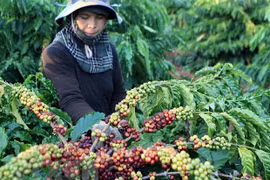 Tây Nguyên: Nâng tầm giá trị sản phẩm cà phê Việt chất lượng cao