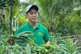 Trồng bồ công anh làm trà túi lọc, 8X thu nhập hàng chục triệu mỗi tháng