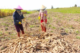 Nông dân phấn khởi vì giá mì tăng