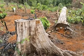 Đắk Nông: Nhiều đơn vị được giao quản lý rừng, lại để... mất rừng!