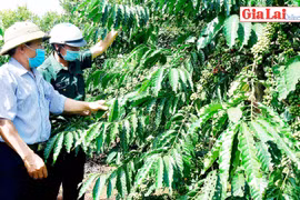 Hải Yang: Cựu chiến binh tham gia xây dựng nông thôn mới